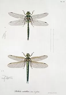 Toussaint Von Collection: Plate 15 from Libellulinae Europaeae by de Charpentier