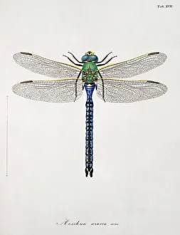 Dragonfly Collection: Plate 17 from Libellulinae Europaeae by de Charpentier