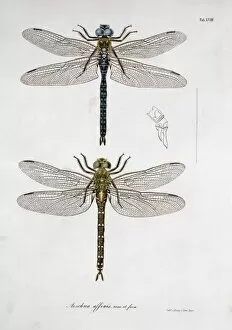 Charpentier Collection: Plate 18 from Libellulinae Europaeae by de Charpentier
