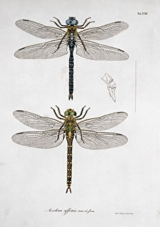 Odonata Collection: Plate 18 from Libellulinae Europaeae by de Charpentier