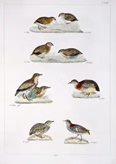 Streaked Prints: Plate 205 from Reichenbachs Synopsis Avium