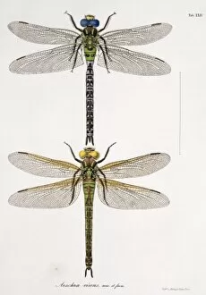 Odonata Collection: Plate 22 from Libellulinae Europaeae by de Charpentier