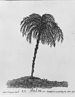 Palm