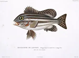 Spiky Prints: Plate 24 by Louis-Isidore Duperrey