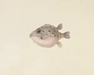 Belly Prints: Plate 29 from Zoological drawings by Ferdinand Bauer