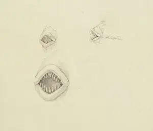 Plate 29a from Zoological drawings by Ferdinand Bauer