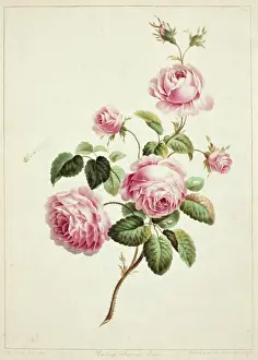 Rosales Prints: Rose