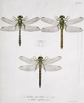 Odonata Collection: Plate 30 from Libellulinae Europaeae by de Charpentier