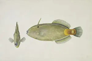 Spike Prints: Plate 30 from Zoological drawings by Ferdinand Bauer