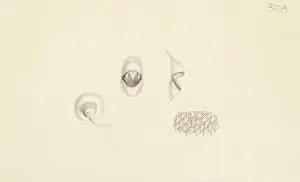 Plate 30a from Zoological drawings by Ferdinand Bauer