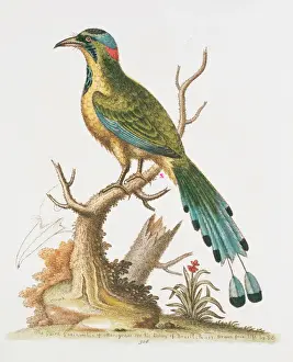 Edwards Prints: Plate 327 from The Gleanings of Natural History by George Ed
