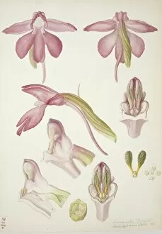 Francis Bauer Gallery: Plate 33 from British Orchids
