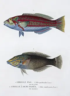 Stripe Prints: Plate 35 by Louis-Isidore Duperrey