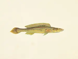 Plate 36 from Zoological drawings by Ferdinand Bauer