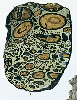 Mineral Collection: Plate 4, fig 2 Puddingstone - from Mineralienbuch