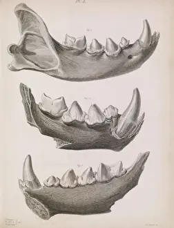 Hyena Prints: Plate 4 in Reliquiae Diluvianae (1823)
