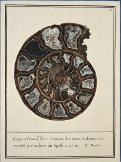 Ammonoid Gallery: Plate 42 from Mineralogie Volume 1 (1790)