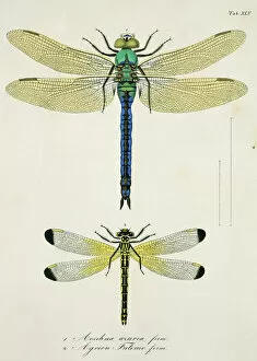 Toussaint Von Charpentier Collection: Plate 45 from Libellulinae Europaeae by de Charpentier