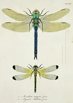 Dragonfly Collection: Plate 45 from Libellulinae Europaeae by de Charpentier