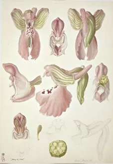Francis Bauer Gallery: Plate 64 from British Orchids