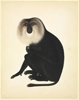 Plate 73 of the Reeves Collection (Zoology)