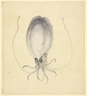 Octopus Prints: Plate 76 from the John Reeves Collection
