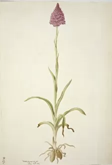 Francis Bauer Gallery: Plate 77 from British Orchids
