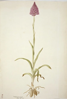 Francis Bauer Gallery: Plate 77 from British Orchids
