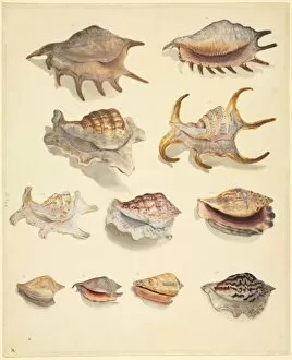 Mollusca Collection: Plate 77 from the John Reeves Collection