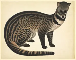 Reeves Prints: Plate 77 of the Reeves Collection (Zoology)