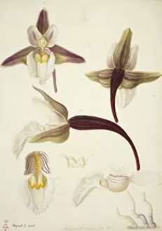Francis Bauer Gallery: Plate 79 from British Orchids