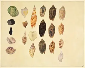 Plate 79 from the John Reeves Collection