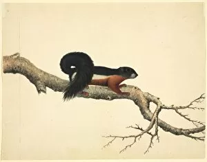 Arboreal Gallery: Plate 79 of the Reeves Collection (Zoology)