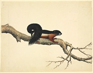 Agile Gallery: Plate 79 of the Reeves Collection (Zoology)