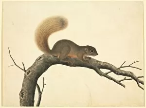 Arboreal Gallery: Plate 80 of the Reeves Collection (Zoology)