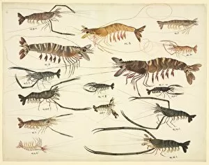 Crustacea Collection: Plate 90 from the John Reeves Collection