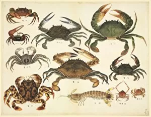 Crustacea Collection: Plate 94 from the John Reeves Collection