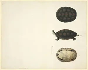 Lateral View Prints: Plate 97 from the John Reeves Collection (Zoology)