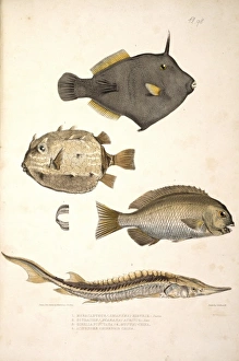 Plate 98 from Illustrations of Indian Zoology by John Edward Plate 98 from Illustrations of Indian Zoology by John Edward
