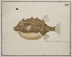 Snout Prints: Plate 98 by William Ellis