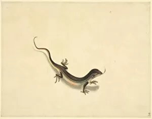 Lepidosauria Gallery: Plate 99 from the John Reeves Collection (Zoology)