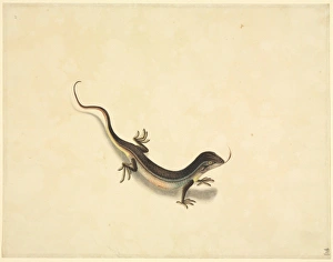 Lepidosaur Gallery: Plate 99 from the John Reeves Collection (Zoology)