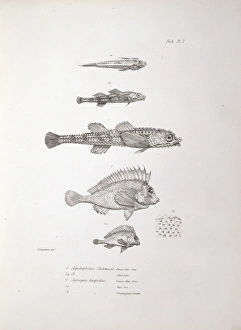 Plate from Charles Darwins Zoology of the Voyage of the Bea Plate from Charles Darwins Zoology of the Voyage of the Bea