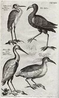 Images Dated 30th August 2012: Plate depicting two species of Heron, Ibis bellon and the Ni