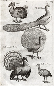 Images Dated 30th August 2012: Plate depicting various birds including the Dodo, Turkey and
