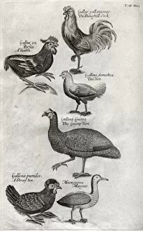 Images Dated 30th August 2012: Plate depicting various birds, mainly poultry