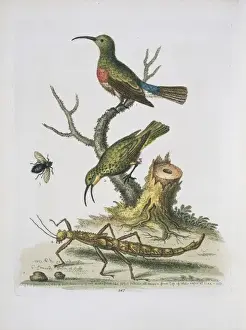 Antenna Prints: Plate from The Gleanings of Natural History by George Edward