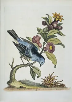 Plate from The Gleanings of Natural History by George Edward