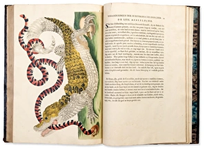 Anna Maria Sibylla Merian Gallery: Plate from Metamorphosis Insectorum Surinamensium