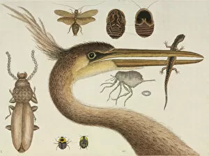 Beak Collection: Plate from The Natural History of Carolina by Mark Catesby